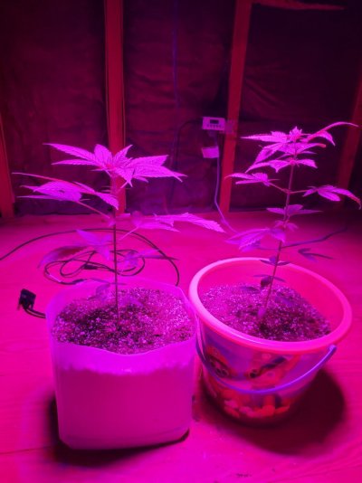 need-help-finding-the-best-trimming-option-2.jpg