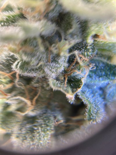 34 days into first ever grow - the story so far...