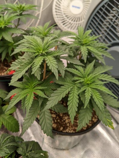 2nd-grow-progress-with-knf-garden-amino--humic-acid-4.jpg