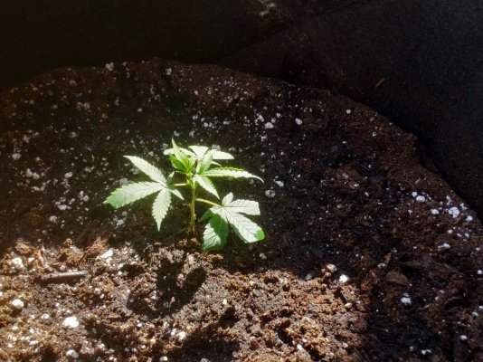 mystery-clone-grow-2021-cherry-flavor.jpg