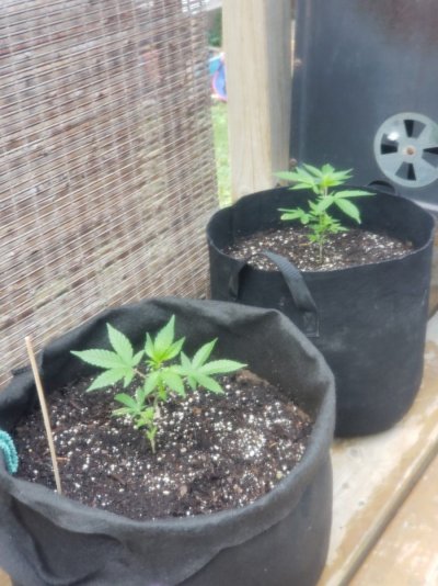 mystery-clone-grow-2021-cherry-flavor-2.jpg