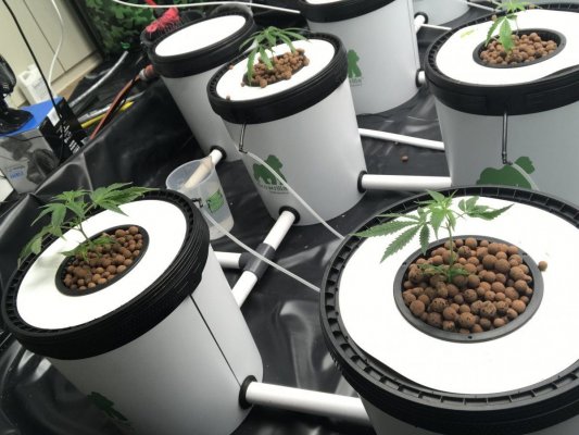 First time grower. Immediately went with RDWC