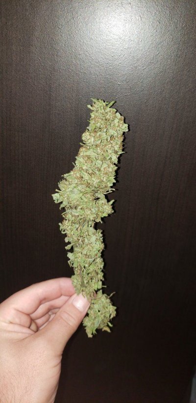 Is this some sort of cannabis hybrid?