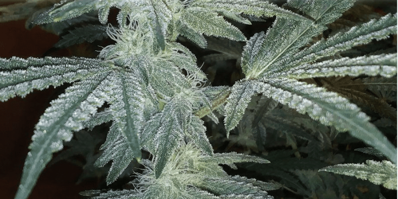 finishing flower with the spiderfarmer sf4000 gdp grow