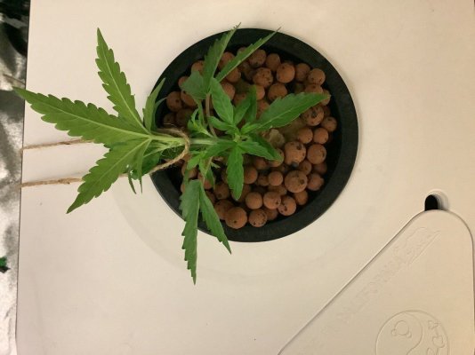 Props and Crops