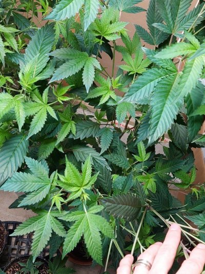12/12 in water to sex plants.