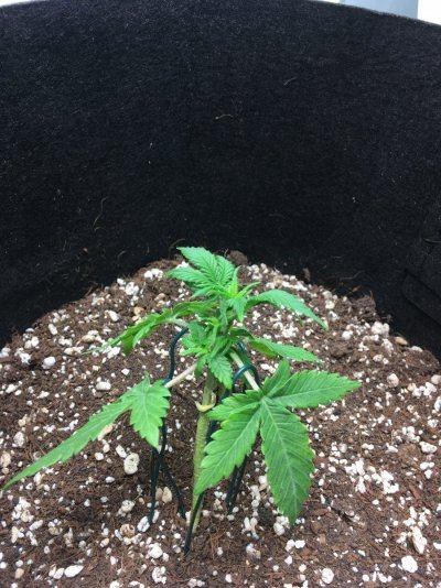 feeding-advanced-nutrients-auto-flower-when-and-how-mutch.jpg