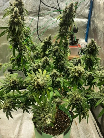 Let's See Your Frostiest Flowers