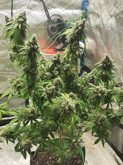 Let's See Your Frostiest Flowers