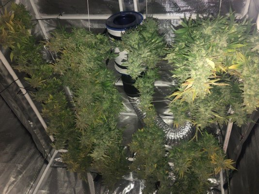 1st Time Grower - RDWC - Kosher Kush