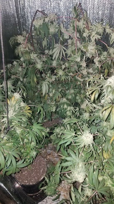 Reno Genetics Strains