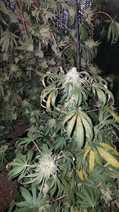 Reno Genetics Strains