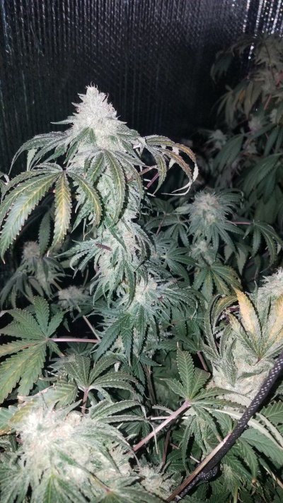 Reno Genetics Strains