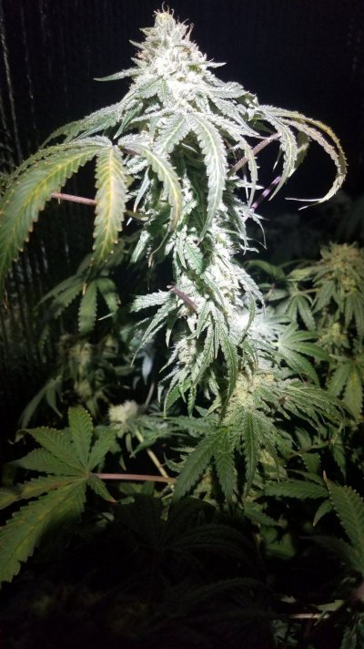 Reno Genetics Strains
