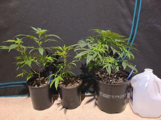 SativaBob's grow room garden diary