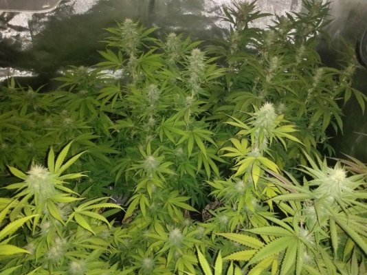 Toms bag seed veg and flower tents