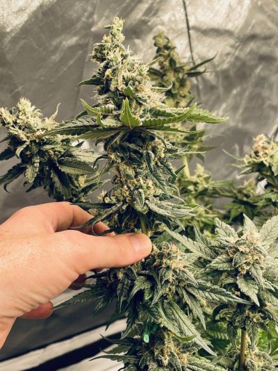 Let's See Your Frostiest Flowers