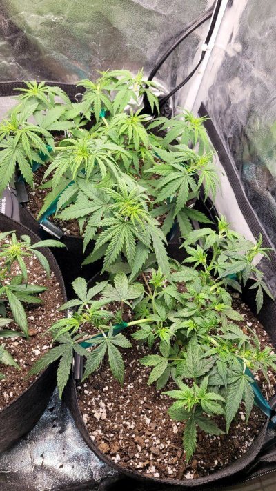 GMO Cookies and a few autos