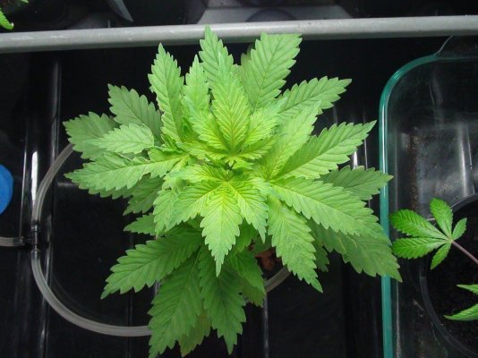 OGKUSHDAY6VEGE.JPG