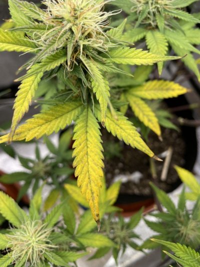 help-first-time-grower-with-a-problem-at-the-10th-week-2.jpg