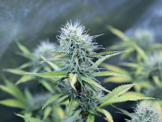 help-first-time-grower-with-a-problem-at-the-10th-week-3.jpg