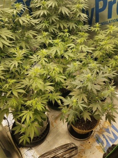 Auto fem seeds
