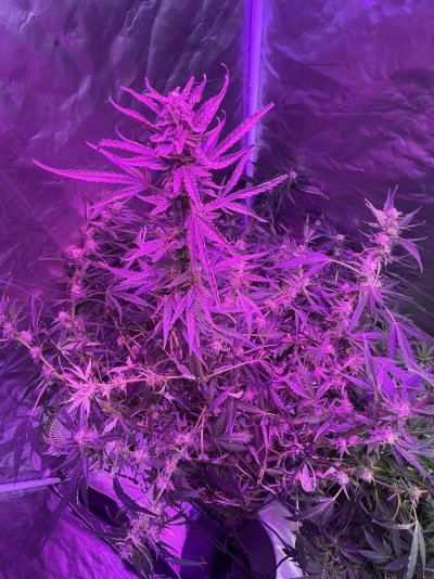 Looking for advice on my personal set up.