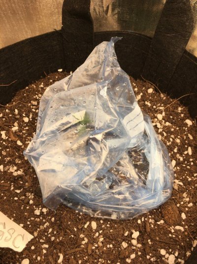 Gsc auto 6day old seedling dark?