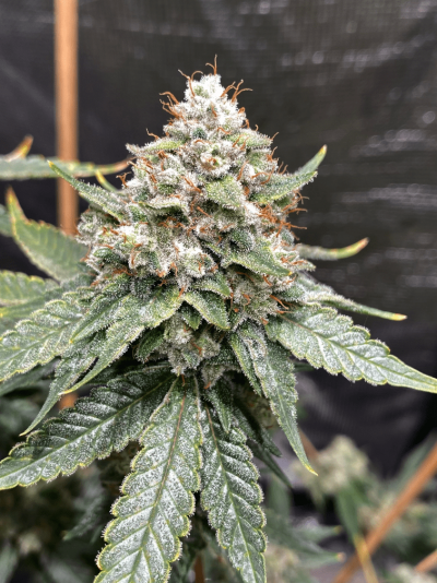 Let's See Your Frostiest Flowers
