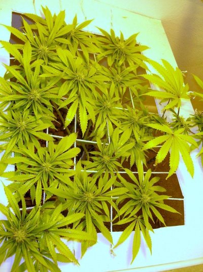 Ninja Grow 600 wt