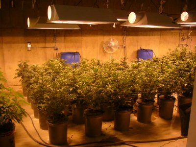 grow9 001.JPG