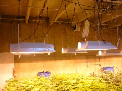 grow9 005.JPG