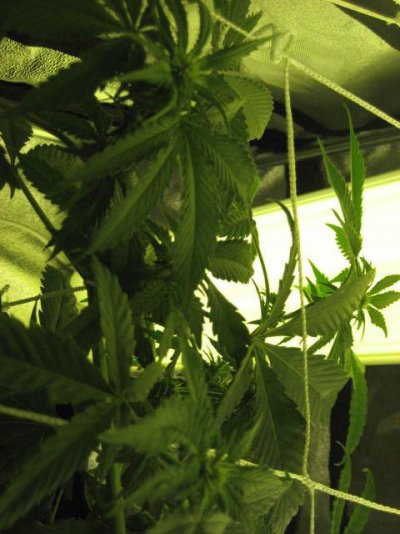 plants jack herer and laughing buddah 009.JPG