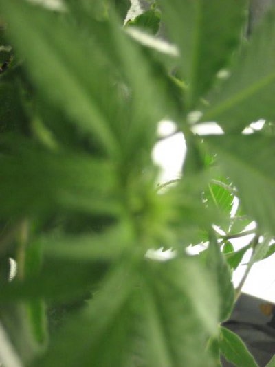 plants jack herer and laughing buddah 008.JPG