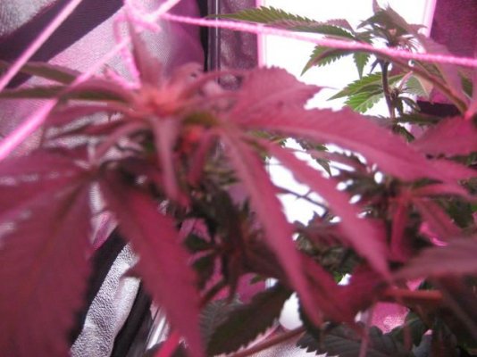 plants jack herer and laughing buddah 001.JPG