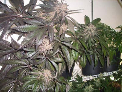 purplehashplant-(5).jpg