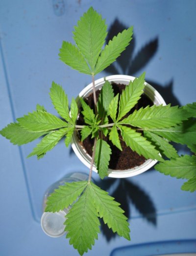 evolution-seeds---aliendog-f3s-2.jpg