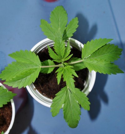 evolution-seeds---aliendog-f3s-4.jpg