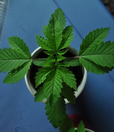 evolution-seeds---aliendog-f3s-5.jpg
