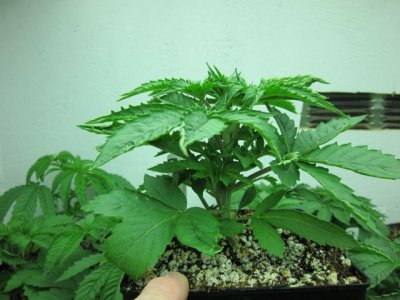 Karma - White OG - 5 Seeds, 1 hopeful, fortunate Grower :)