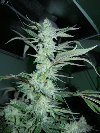 fire-alien-week-6-roots-organic-soil-and-sensi-ab-thats-is-it-folks-4.jpg