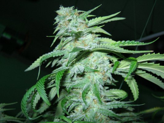 fire-alien-week-6-roots-organic-soil-and-sensi-ab-thats-is-it-folks-6.jpg