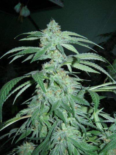 fire-alien-week-6-roots-organic-soil-and-sensi-ab-thats-is-it-folks-8.jpg