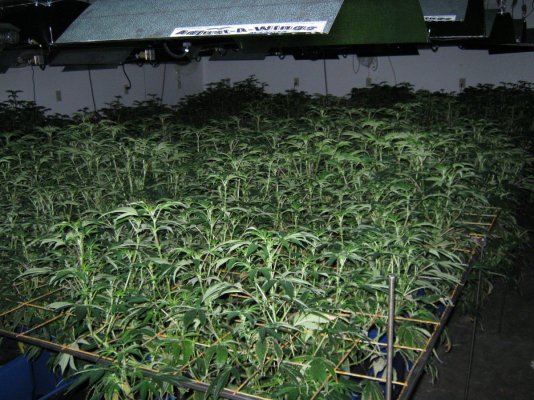 Jack's Under Current show 40 x 1000 watts Hortizontal 20 x 1000 vertical