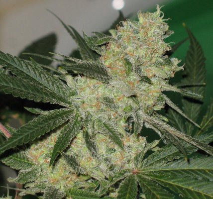 pineapple-express-4.jpg