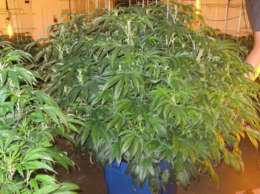 Under Current System & Growing Solely For Clones ???
