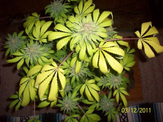 3rd Med Grow