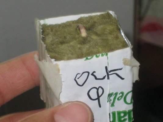 ock 9 day1.JPG
