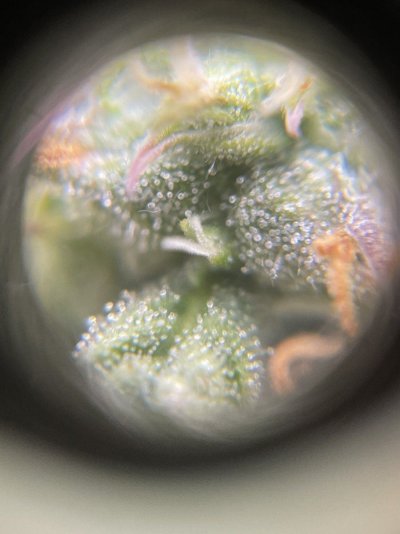 cXc 2021-11-14 09.50.20.jpg