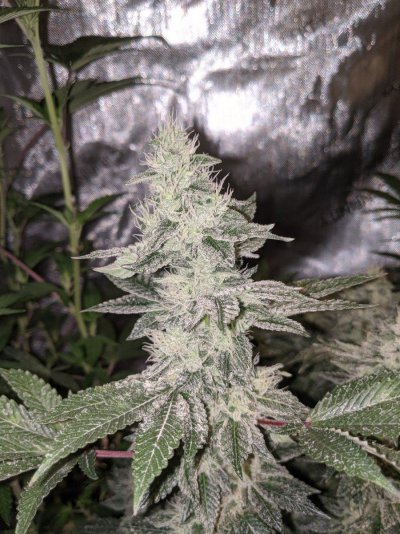 Is the GMO Cookies Clone from Dark Heart Nursery Authentic?